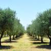 Olive Trees : Fruit-Bearing Varieties