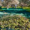 Olive Trees : Fruit-Bearing Varieties