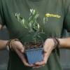 Olive Trees : Fruit-Bearing Varieties