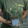 Olive Trees : Fruit-Bearing Varieties