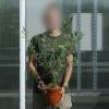 Olive Trees : Fruit-Bearing Varieties