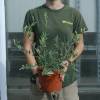Olive Trees : Fruit-Bearing Varieties