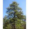 Pine, Pitch