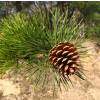 Pine, Pitch