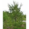 Pine, Pitch