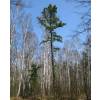 Pine, Pitch