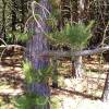 Pine, Pitch