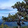 Pine, Pitch