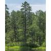 Pine, Pitch