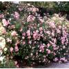 Rose Cornelia