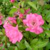 Landscape Rose bushFairy Rood