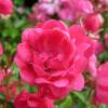 Landscape Rose bushFairy Rood