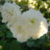 Landscape Rose bush Little White Pet