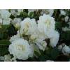 Landscape Rose bush Little White Pet