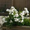 Landscape Rose bush Little White Pet