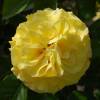 Rose 'Reine Lucia'