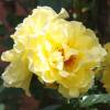 Rose 'Reine Lucia'