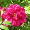 Rose 'Roseraie de l'Hay'