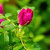 Rose 'Roseraie de l'Hay'