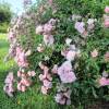 Landscape Rose bush 'The Fairy'