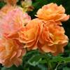 Rose 'Westerland'