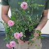 Rose 'Pablito'
