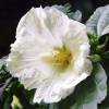 Hibiscus White