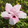 Hibiscus Pink