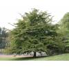Persian ironwood