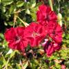 Landscape Rose bush 'Fairy Donkerrood'