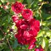 Landscape Rose bush 'Fairy Donkerrood'