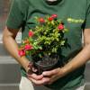Landscape Rose bush 'Fairy Donkerrood'