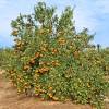 Mandarin Orange tree