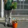Mandarin Orange tree