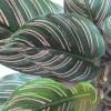 Calathea, pink foliage