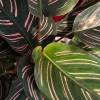 Calathea, pink foliage