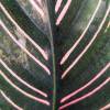 Calathea, pink foliage