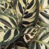 Calathea, green and white foliage