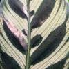 Calathea, green and white foliage