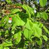 Hornbeam 'Fastigiata'