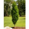 Hornbeam 'Fastigiata'