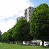 Hornbeam 'Fastigiata'