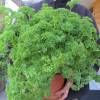 Parsley