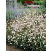 Gaura lindheimeri White