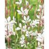 Gaura lindheimeri White