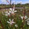 Gaura lindheimeri White