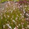 Gaura lindheimeri White