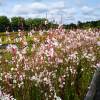 Gaura lindheimeri White