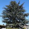 Cedar, Atlas