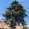 Cedar, Atlas